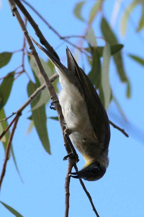 Little Friarbird | Philemon citreogularis photo