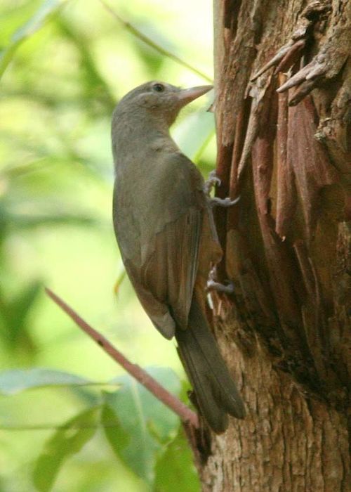 Batanta Island Shrike-thrush