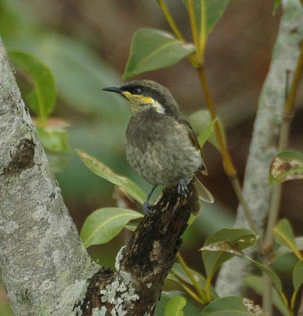 Mangrove Honeyeater | Lichenostomus fasciogularis photo