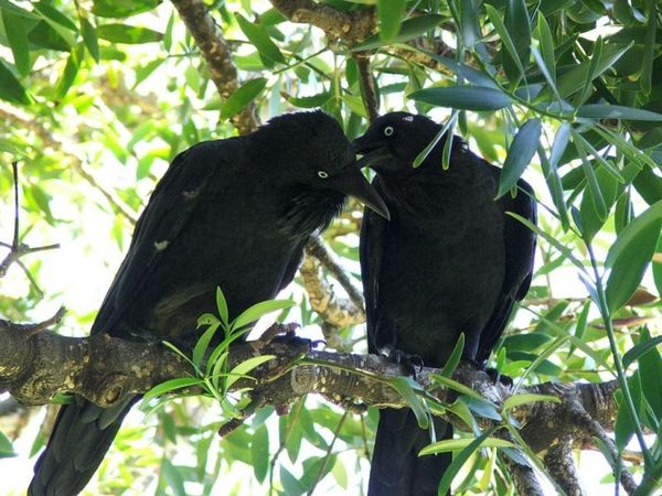 Australian Raven | Corvus coronoides photo