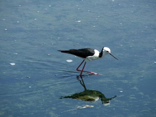 Black-winged Stilt | Himantopus himantopus photo