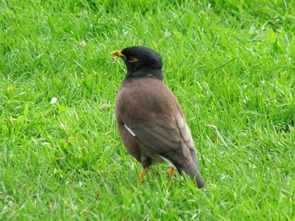 Common Myna | Acridotheres tristis photo