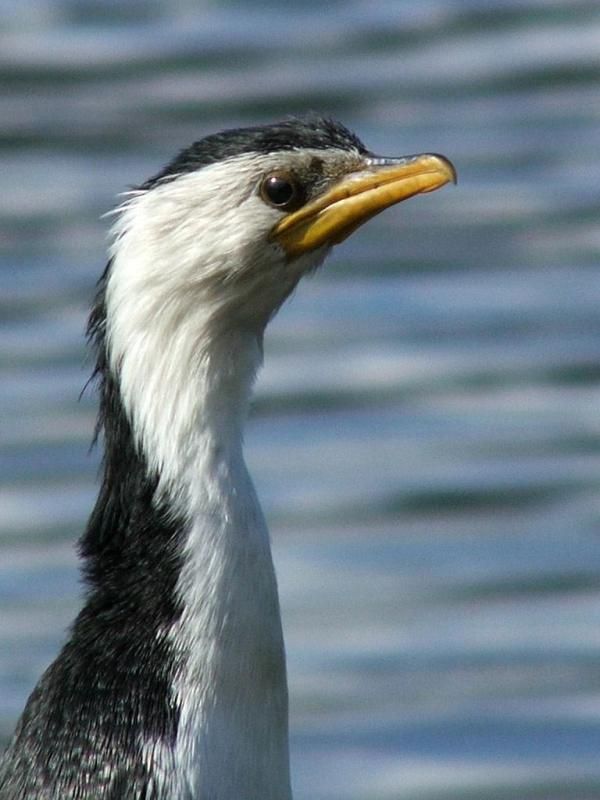 Little Pied Cormorant | Phalacrocorax melanoleucos photo