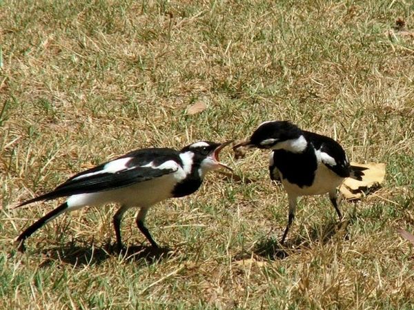 Magpie Lark | Grallina cyanoleuca photo