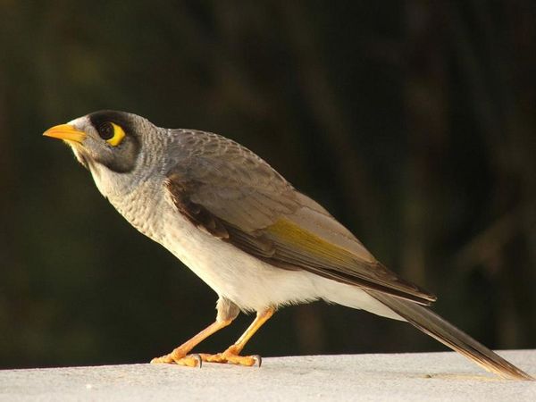 Noisy Miner | Manorina melanocephala photo