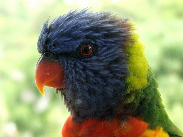 Rainbow Lorikeet | Trichoglossus haematodus photo