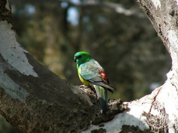 Red-rumped Parrot | Psephotus haematonotus photo