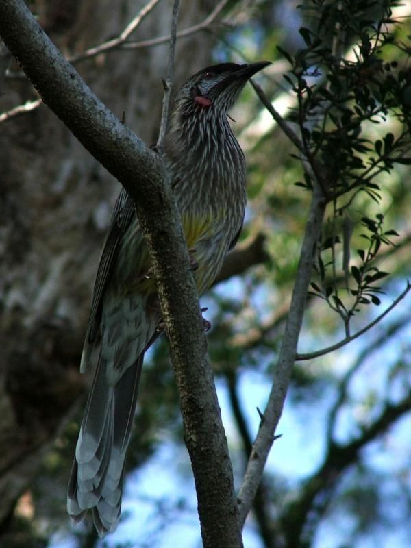 Red Wattlebird | Anthochaera carunculata photo