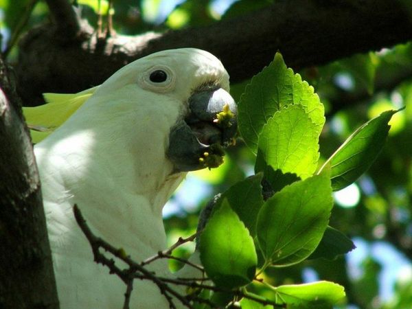 Sulphur-crested Cockatoo | Cacatua galerita photo