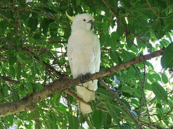 Sulphur-crested Cockatoo | Cacatua galerita photo