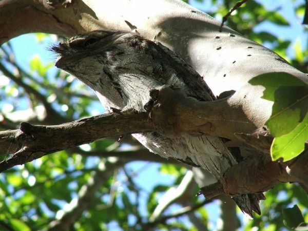 Tawny Frogmouth | Podargus strigoides photo