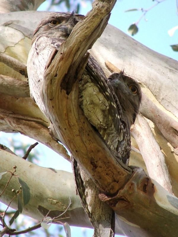 Tawny Frogmouth | Podargus strigoides photo