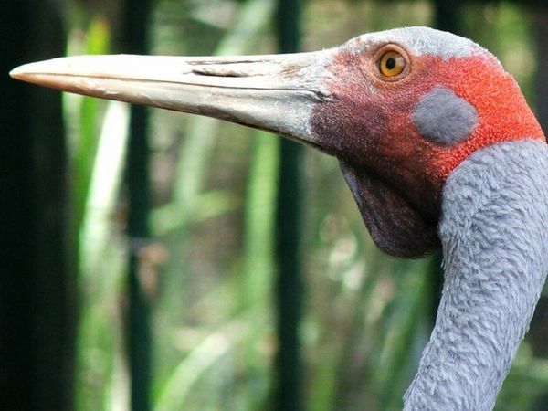 Brolga | Grus rubicunda photo