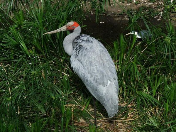 Brolga | Grus rubicunda photo