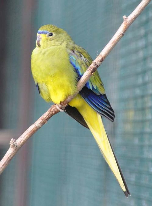 Elegant Parrot | Neophema elegans photo