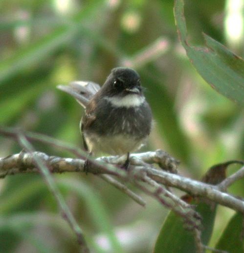 Northern Fantail | Rhipidura rufiventris photo