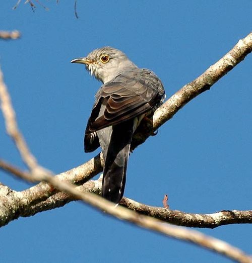 Oriental Cuckoo | Cuculus optatus photo