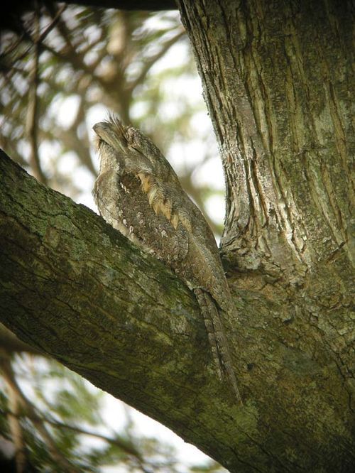 Papuan Frogmouth | Podargus papuensis photo