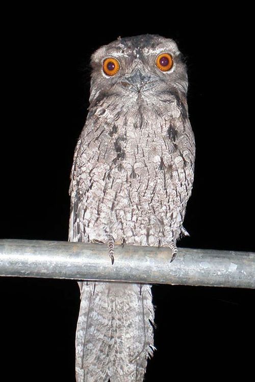 Marbled Frogmouth (Podargus ocellatus)