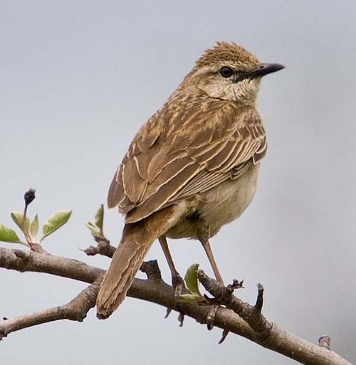 Rufous Songlark | Cincloramphus mathewsi photo