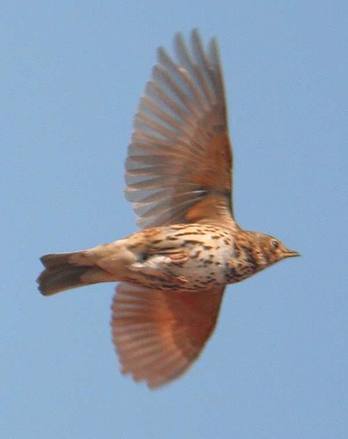 Song Thrush | Turdus philomelos photo