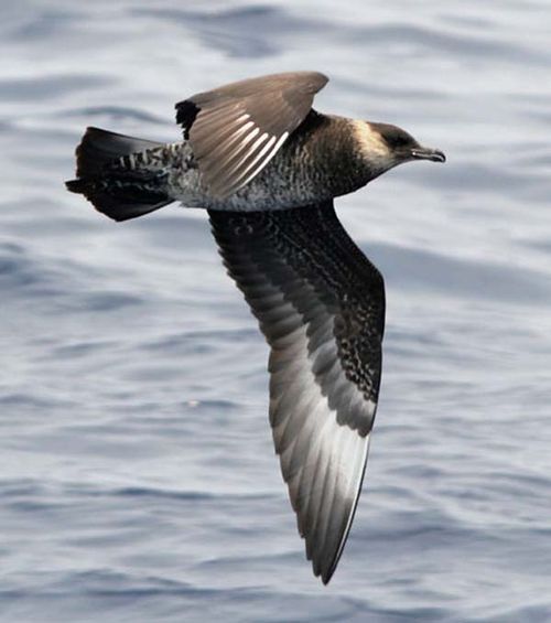 Pomarine Jaeger | Stercorarius pomarinus photo