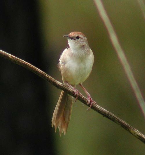 Tawny Grassbird | Megalurus timoriensis photo