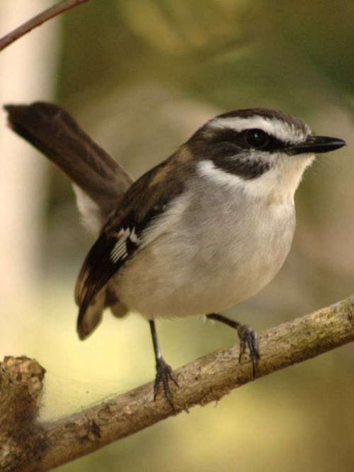 White-browed Robin | Poecilodryas superciliosa photo