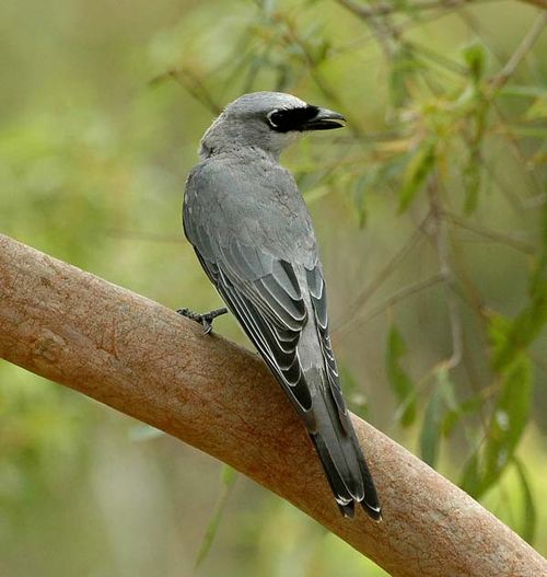 White-bellied Cuckoo-shrike | Coracina papuensis photo