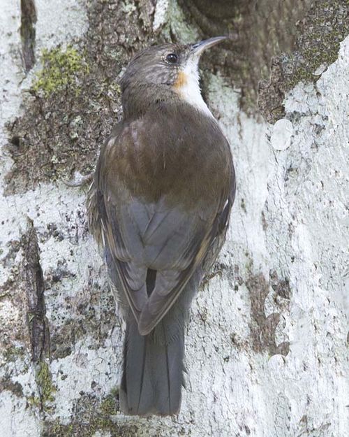 White-throated Treecreeper | Cormobates leucophaeus photo