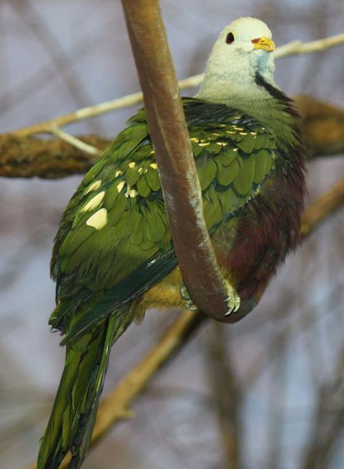 Wompoo Pigeon | Ptilinopus magnificus photo