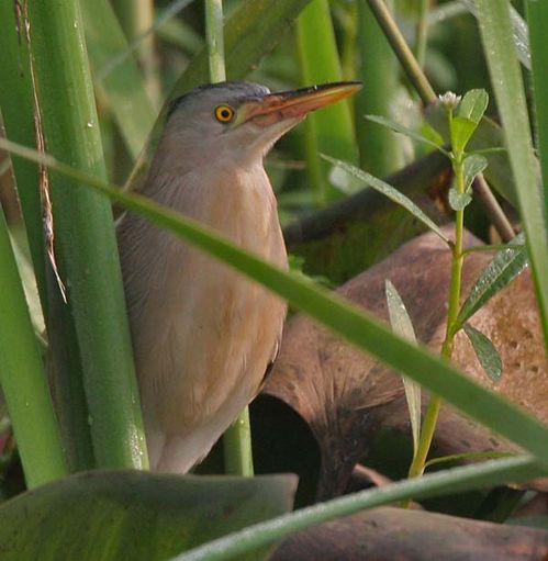 Yellow Bittern | Ixobrychus sinensis photo