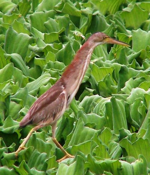 Yellow Bittern | Ixobrychus sinensis photo