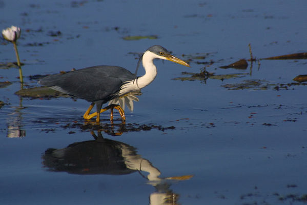 Pied Heron | Ardea picata photo