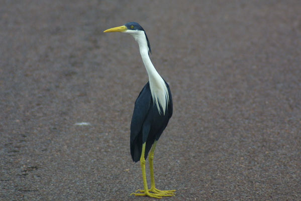 Pied Heron | Ardea picata photo