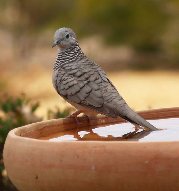 Peaceful Dove | Geopelia striata photo