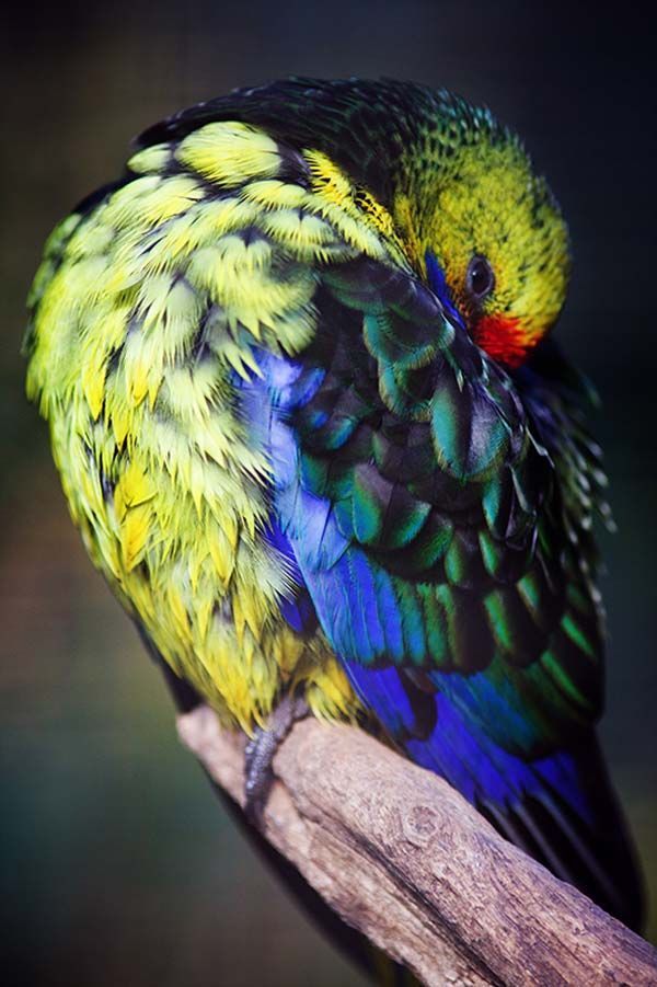 Green Rosella | Platycercus caledonicus photo