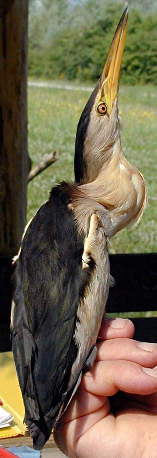 Little Bittern | Ixobrychus minutus photo