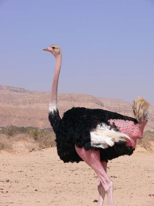 Ostrich | Struthio camelus photo