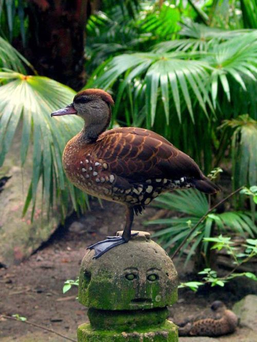 Spotted Whistling-Duck | Dendrocygna guttata photo