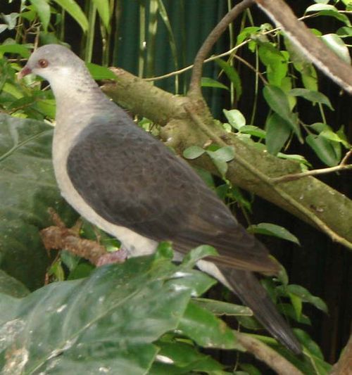 White-headed Pigeon | Columba leucomela photo