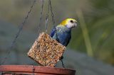 Pale-headed Rosella