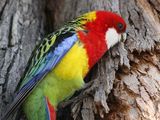 Eastern Rosella