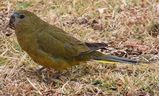 Rock Parrot