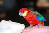 Western Rosella