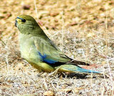 Blue-winged Parrot