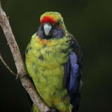 Green Rosella