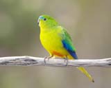 Orange-bellied Parrot