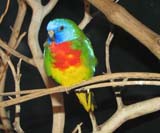 Scarlet-chested Parrot