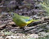 Turquoise Parrot